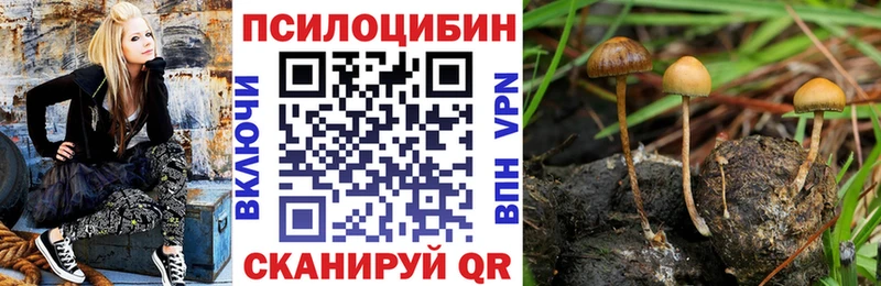 Псилоцибиновые грибы Cubensis  Нефтегорск 